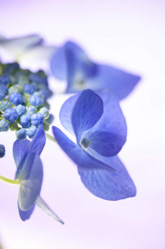 无人,竖图,俯视,室内,特写,白天,骄傲,八仙花,三朵,紫色背景,朦胧,模糊,盛开,花蕾,花,花瓣,花朵,鲜花,紫色,花苞,花蕊,绣球花,摄影,影棚,紫阳花,洋绣球,草绣球,斗球,七变化,粉团花,善变,彩图,高角度拍摄,影棚拍摄,拍摄