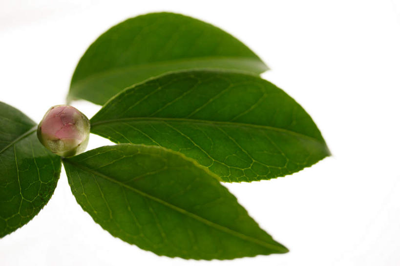 无人,横图,俯视,室内,特写,白天,白色背景,山茶花,叶子,四片,盛开,绿叶,花蕾,花,花瓣,花朵,鲜花,一朵,绿色,花苞,花蕊,嫩叶,摄影,影棚,玉茗花,耐冬,海石榴,茶花,叶,叶片,彩图,高角度拍摄,影棚拍摄,拍摄