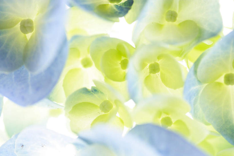 无人,横图,俯视,室内,特写,白天,白色背景,骄傲,八仙花,许多,朦胧,模糊,盛开,花蕾,花,花瓣,花朵,鲜花,蓝色,花苞,花蕊,绣球花,摄影,影棚,紫阳花,洋绣球,草绣球,斗球,七变化,粉团花,善变,彩图,高角度拍摄,影棚拍摄,拍摄