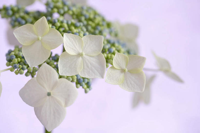 无人,横图,俯视,室内,特写,白天,白色背景,骄傲,八仙花,许多,盛开,花蕾,花,花瓣,花朵,鲜花,白色,花苞,花蕊,绣球花,摄影,影棚,紫阳花,洋绣球,草绣球,斗球,七变化,粉团花,善变,彩图,高角度拍摄,影棚拍摄,拍摄