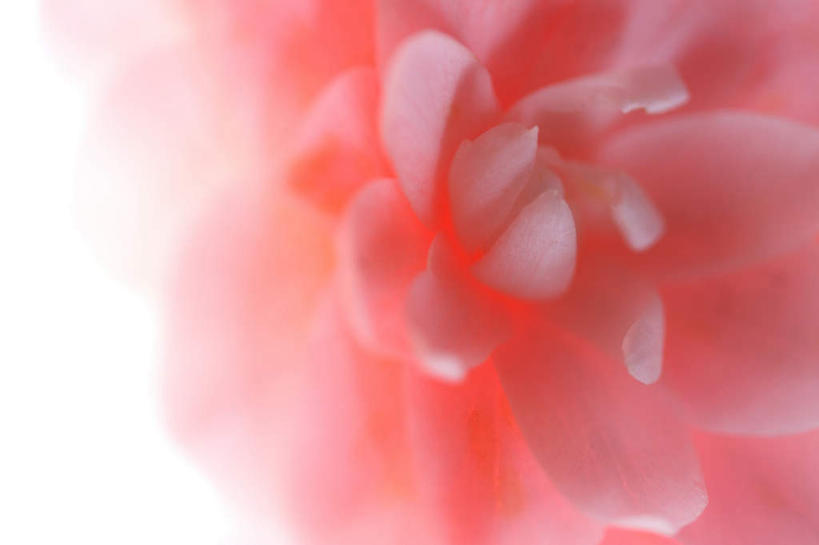 无人,横图,俯视,室内,特写,白天,白色背景,山茶花,朦胧,模糊,盛开,花蕾,花,花瓣,花朵,鲜花,一朵,粉色,花苞,花蕊,摄影,影棚,玉茗花,耐冬,海石榴,茶花,彩图,高角度拍摄,影棚拍摄,拍摄