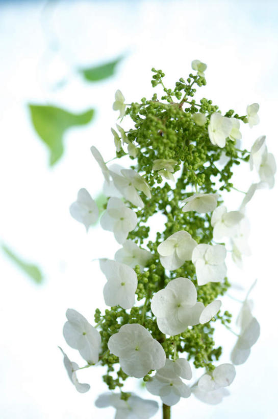 无人,竖图,俯视,室内,特写,白天,白色背景,骄傲,八仙花,叶子,许多,朦胧,模糊,盛开,绿叶,花蕾,花,花瓣,花朵,鲜花,白色,花苞,花蕊,绣球花,嫩叶,摄影,影棚,紫阳花,洋绣球,草绣球,斗球,七变化,粉团花,善变,叶,叶片,彩图,高角度拍摄,影棚拍摄,拍摄