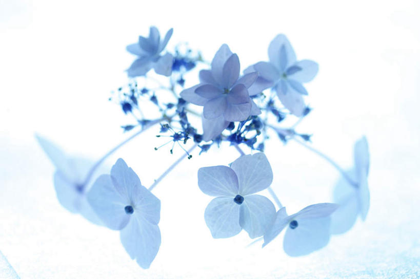 无人,横图,俯视,室内,特写,白天,白色背景,骄傲,八仙花,许多,朦胧,模糊,盛开,花蕾,花,花瓣,花朵,鲜花,蓝色,花苞,花蕊,绣球花,摄影,影棚,紫阳花,洋绣球,草绣球,斗球,七变化,粉团花,善变,彩图,高角度拍摄,影棚拍摄,拍摄