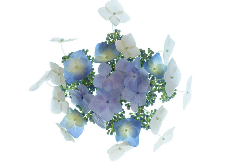 无人,横图,俯视,室内,特写,白天,白色背景,骄傲,八仙花,许多,朦胧,模糊,盛开,花蕾,花,花瓣,花朵,鲜花,白色,花苞,花蕊,绣球花,摄影,影棚,紫阳花,洋绣球,草绣球,斗球,七变化,粉团花,善变,彩图,高角度拍摄,影棚拍摄,拍摄