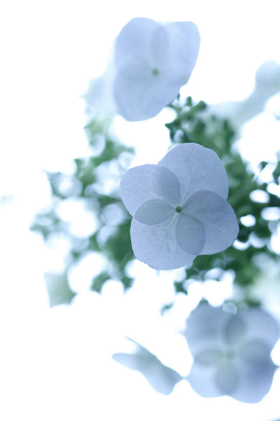 无人,竖图,俯视,室内,特写,白天,白色背景,骄傲,八仙花,三朵,朦胧,模糊,盛开,花蕾,花,花瓣,花朵,鲜花,白色,花苞,花蕊,绣球花,摄影,影棚,紫阳花,洋绣球,草绣球,斗球,七变化,粉团花,善变,彩图,高角度拍摄,影棚拍摄,拍摄