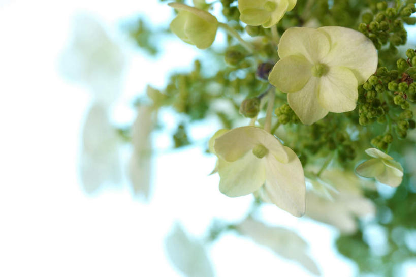 无人,横图,俯视,室内,特写,白天,白色背景,骄傲,八仙花,许多,朦胧,模糊,盛开,花蕾,花,花瓣,花朵,鲜花,白色,花苞,花蕊,绣球花,摄影,影棚,紫阳花,洋绣球,草绣球,斗球,七变化,粉团花,善变,彩图,高角度拍摄,影棚拍摄,拍摄