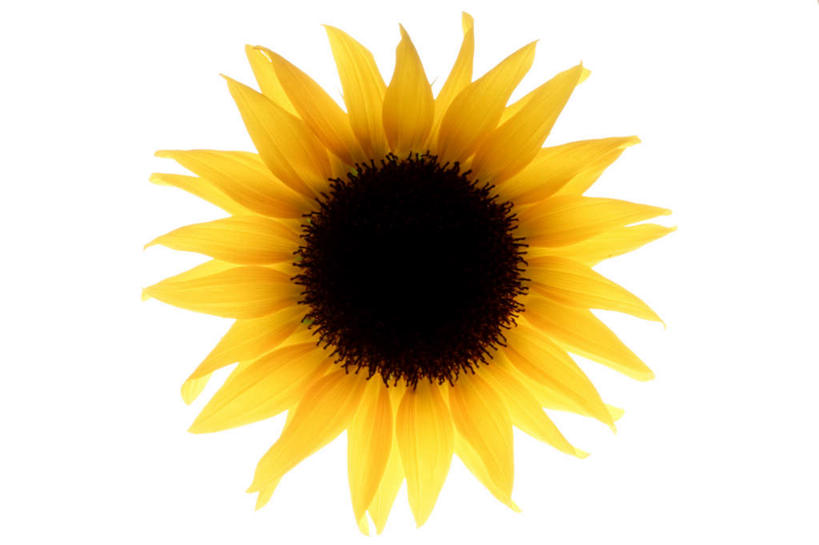 无人,横图,俯视,室内,特写,白天,白色背景,爱情,幸福,太阳,向日葵,盛开,花蕾,花,花瓣,花朵,鲜花,黄色,花苞,花蕊,摄影,影棚,光辉,沉默,忠诚,勇敢,投缘,爱慕,高傲,朝阳花,葵花,望日莲,向阳花,转日莲,彩图,高角度拍摄,影棚拍摄,拍摄