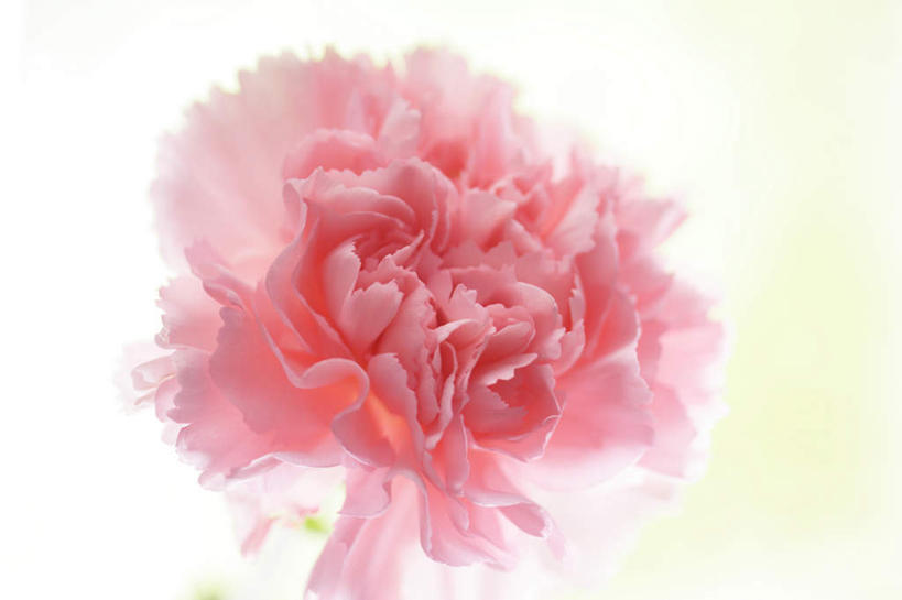 无人,横图,俯视,室内,特写,白天,白色背景,热情,康乃馨,朦胧,模糊,盛开,粉红色,祝福,花蕾,花,花瓣,花朵,鲜花,一朵,花苞,花蕊,母爱,清纯,摄影,影棚,亲情,思念,宽容,热恋,真挚,热心,麝香石竹,石竹,香石竹,彩图,高角度拍摄,影棚拍摄,拍摄,魅力