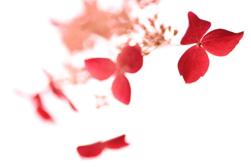 无人,横图,俯视,室内,特写,白天,白色背景,骄傲,八仙花,三朵,朦胧,模糊,盛开,花蕾,花,花瓣,花朵,鲜花,红色,花苞,花蕊,绣球花,摄影,影棚,紫阳花,洋绣球,草绣球,斗球,七变化,粉团花,善变,彩图,高角度拍摄,影棚拍摄,拍摄