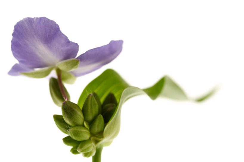 无人,横图,俯视,室内,特写,白天,白色背景,叶子,一片,盛开,绿叶,花蕾,花,花瓣,花朵,鲜花,一朵,绿色,紫色,花苞,花蕊,嫩叶,摄影,影棚,蜘蛛百合,笹蟹百合,螫蟹花,水鬼蕉,蜘蛛兰,天生丽质,叶,叶片,彩图,高角度拍摄,影棚拍摄,拍摄