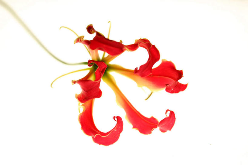 无人,横图,俯视,室内,特写,白天,白色背景,朦胧,模糊,盛开,花蕾,花,花瓣,花朵,鲜花,一朵,红色,花苞,花蕊,摄影,影棚,嘉兰,荣耀,荣光,彩图,高角度拍摄,影棚拍摄,拍摄,变色兰