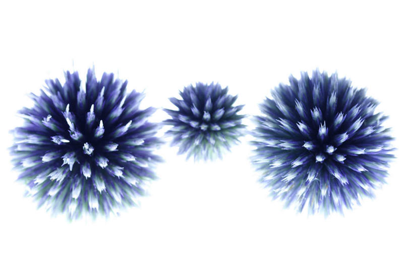 无人,横图,俯视,室内,特写,白天,白色背景,植物,三朵,盛开,草药,药草,花蕾,中药,花,花瓣,花朵,鲜花,蓝色,花苞,花蕊,蓟,摄影,影棚,药材,中草药,中药材,本草,大蓟,刺蓟,山萝卜,彩图,高角度拍摄,影棚拍摄,拍摄