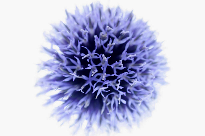 无人,横图,俯视,室内,特写,白天,白色背景,植物,朦胧,模糊,盛开,草药,药草,花蕾,中药,花,花瓣,花朵,鲜花,一朵,蓝色,花苞,花蕊,蓟,摄影,影棚,药材,中草药,中药材,本草,大蓟,刺蓟,山萝卜,彩图,高角度拍摄,影棚拍摄,拍摄