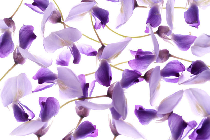 无人,横图,俯视,室内,特写,白天,白色背景,许多,盛开,紫藤,紫藤花,花蕾,花,花瓣,花朵,鲜花,紫色,花苞,花蕊,摄影,影棚,朱藤,藤萝,招藤,招豆藤,紫藤萝,彩图,高角度拍摄,影棚拍摄,拍摄