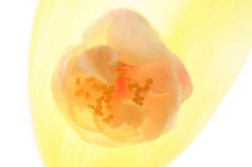 无人,横图,俯视,室内,特写,白天,白色背景,朦胧,模糊,盛开,梅花,花蕾,花,花瓣,花朵,鲜花,一朵,黄色,花苞,花蕊,摄影,影棚,高雅,坚强,梅,彩图,高角度拍摄,影棚拍摄,拍摄