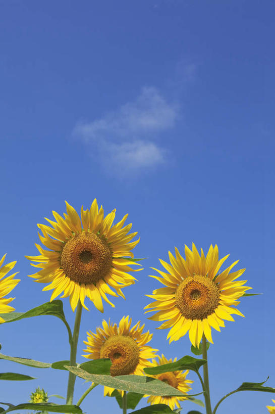 无人,竖图,室外,特写,白天,仰视,爱情,旅游,度假,幸福,花海,花圃,美景,太阳,植物,向日葵,叶子,日本,亚洲,盛开,景观,云,云朵,花蕾,云彩,娱乐,花,花瓣,花朵,花卉,鲜花,蓝色,绿色,白云,蓝天,天空,自然,花丛,花束,花田,天,花苞,花蕊,享受,休闲,景色,放松,晴朗,自然风光,光辉,东亚,沉默,忠诚,本州,本州岛,日本国,中部地方,山梨,山梨县,勇敢,投缘,爱慕,高傲,朝阳花,葵花,望日莲,向阳花,转日莲,晴空,彩图,低角度拍摄