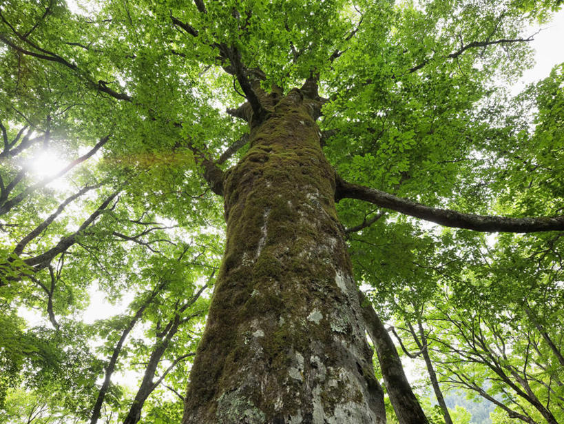 无人,横图,室外,特写,白天,仰视,旅游,度假,美景,森林,树林,植物,叶子,日本,亚洲,景观,绿叶,娱乐,树,树干,树木,蓝色,绿色,蓝天,天空,自然,天,享受,休闲,嫩叶,景色,放松,生长,晴朗,成长,自然风光,东亚,山毛榉,本州,万里无云,本州岛,日本国,中部地方,岐阜,岐阜县,麻栎金刚,山毛榉树,叶,叶片,晴空,晴空万里,彩图,低角度拍摄