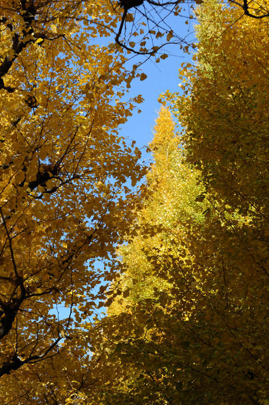 无人,竖图,室外,白天,仰视,旅游,度假,美景,秋季,森林,树林,植物,银杏树,叶子,东京,日本,亚洲,一排,许多,阴影,朦胧,模糊,反射,影子,景观,枯叶,落叶,娱乐,树,树木,黄色,蓝色,绿色,蓝天,天空,自然,天,享受,休闲,景色,放松,生长,晴朗,成长,自然风光,东亚,本州,万里无云,关东地方,本州岛,日本国,东京都,鸭脚树,叶,叶片,晴空,晴空万里,秋,秋天,银杏,公孙树,白果,彩图,低角度拍摄
