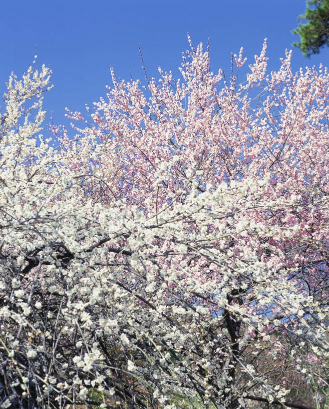 无人,公园,竖图,室外,白天,正面,旅游,度假,草地,草坪,花海,花圃,美景,植物,叶子,东京,日本,亚洲,许多,阴影,盛开,光线,影子,景观,粉红色,花蕾,娱乐,草,花,花瓣,花朵,花卉,鲜花,树,树木,树叶,蓝色,绿色,蓝天,天空,阳光,自然,花丛,花束,花田,天,花苞,花蕊,享受,休闲,景色,放松,生长,晴朗,成长,自然风光,东亚,本州,万里无云,关东地方,本州岛,日本国,东京都,李树,李花,晴空,晴空万里,彩图