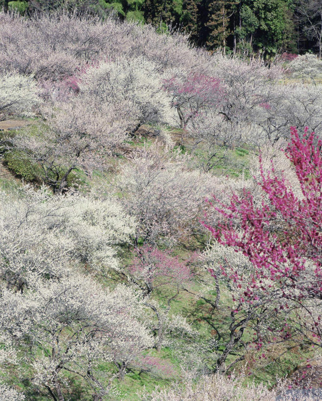 无人,公园,竖图,室外,白天,正面,旅游,度假,草地,草坪,花海,花圃,美景,树林,植物,叶子,东京,日本,亚洲,许多,阴影,盛开,光线,影子,景观,粉红色,花蕾,娱乐,草,花,花瓣,花朵,花卉,鲜花,树,树木,绿色,阳光,自然,花丛,花束,花田,花苞,花蕊,享受,休闲,景色,放松,生长,成长,自然风光,东亚,本州,关东地方,本州岛,日本国,东京都,李树,李花,彩图
