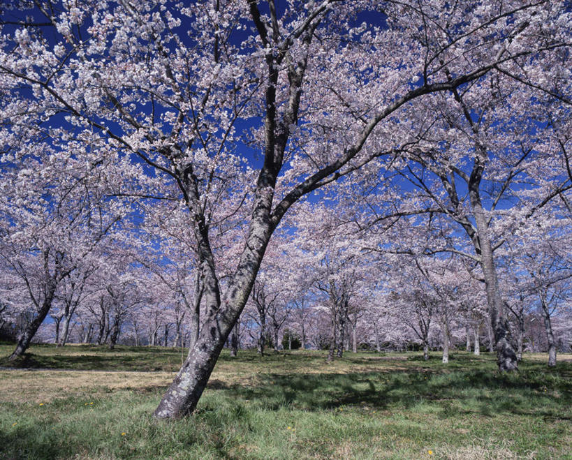 无人,横图,室外,白天,仰视,旅游,度假,草地,草坪,美景,树林,植物,樱花,静冈县,日本,亚洲,许多,阴影,盛开,光线,影子,景观,粉红色,花蕾,娱乐,草,花,花瓣,花朵,鲜花,树,树木,蓝色,绿色,蓝天,天空,阳光,自然,天,花苞,花蕊,享受,休闲,景色,放松,生长,晴朗,成长,自然风光,东亚,本州,万里无云,本州岛,日本国,中部地方,静冈,仙樱花,福岛樱,青肤樱,晴空,晴空万里,荆桃,彩图,低角度拍摄