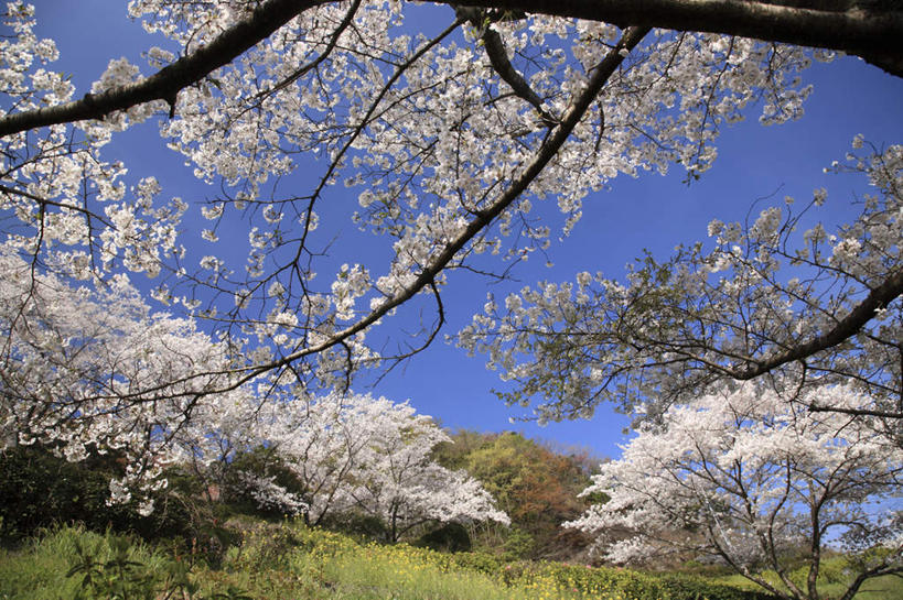 无人,横图,室外,白天,仰视,旅游,度假,草地,草坪,美景,树林,植物,樱花,大分县,日本,亚洲,许多,阴影,光线,影子,景观,娱乐,草,树,树木,蓝色,绿色,蓝天,天空,阳光,自然,天,享受,休闲,景色,放松,生长,晴朗,成长,自然风光,东亚,万里无云,日本国,九州本岛,九州,九州岛,九州地方,仙樱花,福岛樱,青肤樱,大分,晴空,晴空万里,荆桃,彩图,低角度拍摄