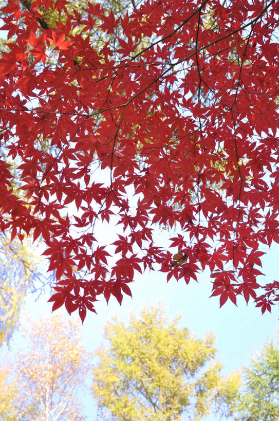 东方人,无人,竖图,室外,白天,仰视,旅游,度假,美景,秋季,枫树,叶子,北海道,日本,亚洲,许多,阴影,朦胧,模糊,光线,影子,景观,枫叶,枯叶,落叶,黄种人,娱乐,黄色,红色,蓝色,蓝天,天空,阳光,自然,天,享受,休闲,景色,放松,晴朗,枫树叶,自然风光,东亚,万里无云,日本国,北海道地方,北海道岛,槭树,鸡爪槭,亚洲人,叶,叶片,晴空,晴空万里,秋,秋天,鸡爪枫,彩图,低角度拍摄