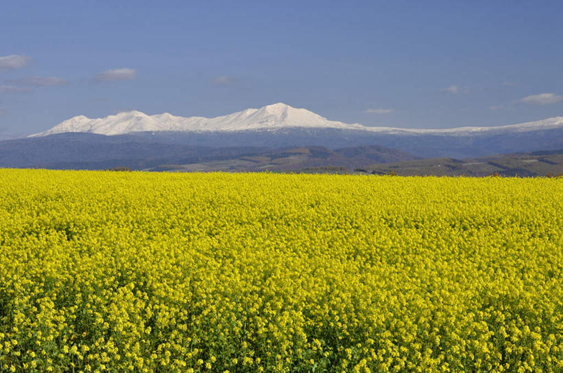 无人,横图,室外,白天,正面,旅游,度假,花海,花圃,美景,雪,雪山,植物,大雪,叶子,北海道,日本,亚洲,许多,阴影,盛开,光线,影子,积雪,景观,雪景,云,云朵,花蕾,云彩,娱乐,花,花瓣,花朵,花卉,鲜花,黄色,蓝色,绿色,白云,蓝天,天空,阳光,自然,花丛,花束,花田,天,花苞,花蕊,油菜花,享受,休闲,景色,放松,寒冷,晴朗,自然风光,东亚,日本国,北海道地方,北海道岛,严寒,晴空,彩图,芸苔,芸薹