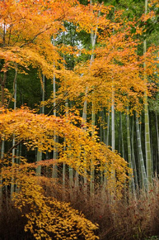 无人,竖图,室外,白天,正面,旅游,度假,美景,树林,植物,京都,日本,亚洲,景观,竹林,娱乐,树,树木,黄色,红色,绿色,自然,享受,休闲,景色,放松,京都府,生长,成长,自然风光,东亚,本州,本州岛,日本国,近畿地方,近畿,竹,彩图