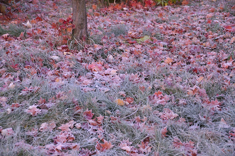 无人,横图,俯视,室外,白天,旅游,度假,草地,草坪,美景,植物,枫树,叶子,北海道,日本,亚洲,景观,枫叶,枯叶,落叶,娱乐,草,黄色,红色,绿色,自然,享受,休闲,景色,放松,枫树叶,自然风光,东亚,日本国,北海道地方,北海道岛,槭树,鸡爪槭,叶,叶片,鸡爪枫,彩图,高角度拍摄
