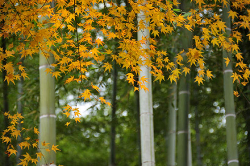 无人,横图,室外,白天,正面,旅游,度假,美景,枫树,竹子,叶子,京都,日本,亚洲,许多,阴影,光线,影子,景观,娱乐,绿色,阳光,自然,享受,休闲,橙色,景色,放松,京都府,自然风光,东亚,本州,本州岛,日本国,近畿地方,近畿,彩图