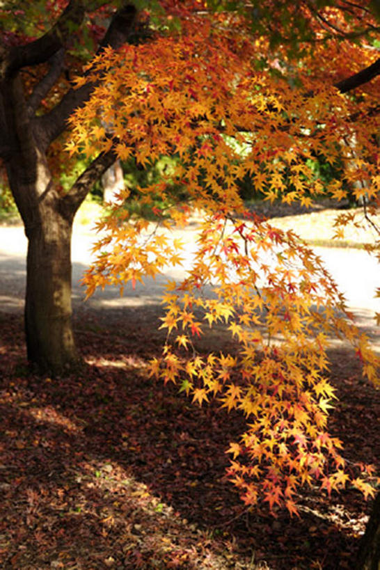 无人,竖图,室外,白天,正面,旅游,度假,美景,道路,路,公路,枫树,叶子,京都,日本,亚洲,阴影,光线,影子,景观,交通,娱乐,红色,绿色,阳光,自然,享受,休闲,景色,放松,京都府,自然风光,东亚,本州,本州岛,日本国,近畿地方,近畿,叶,叶片,马路,彩图