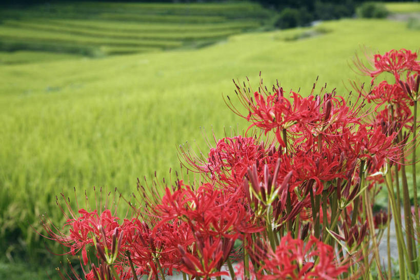 无人,横图,室外,特写,白天,正面,旅游,度假,草地,草坪,美景,树林,植物,奈良县,日本,亚洲,许多,阴影,盛开,光线,影子,景观,花蕾,娱乐,草,花,花瓣,花朵,鲜花,树,树木,红色,绿色,自然,花苞,花蕊,享受,休闲,景色,放松,生长,成长,自然风光,东亚,本州,本州岛,日本国,近畿地方,奈良,近畿,蜘蛛百合,笹蟹百合,螫蟹花,水鬼蕉,蜘蛛兰,天生丽质,彩图