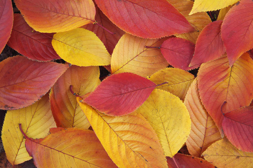 无人,横图,俯视,室外,特写,白天,旅游,度假,美景,叶子,日本,亚洲,一堆,许多,堆叠,堆积,散落,景观,枯叶,落叶,娱乐,黄色,红色,自然,享受,休闲,景色,放松,大阪,堆,自然风光,东亚,本州,大阪府,本州岛,日本国,近畿地方,近畿,叶,叶片,彩图,高角度拍摄