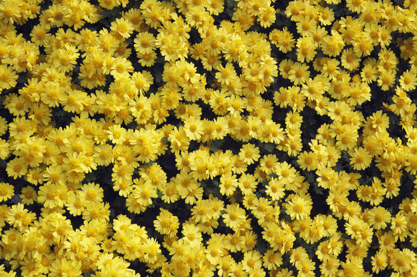 无人,横图,俯视,室外,特写,白天,爱情,旅游,度假,花海,花圃,美景,植物,叶子,日本,亚洲,许多,盛开,景观,花蕾,娱乐,花,花瓣,花朵,花卉,鲜花,黄色,绿色,自然,花丛,花束,花田,花苞,花蕊,享受,休闲,菊花,景色,放松,大阪,吉祥,自然风光,东亚,本州,大阪府,本州岛,日本国,近畿地方,近畿,高洁,长寿,怀恋,清净,真情,寿客,秋菊,彩图,高角度拍摄