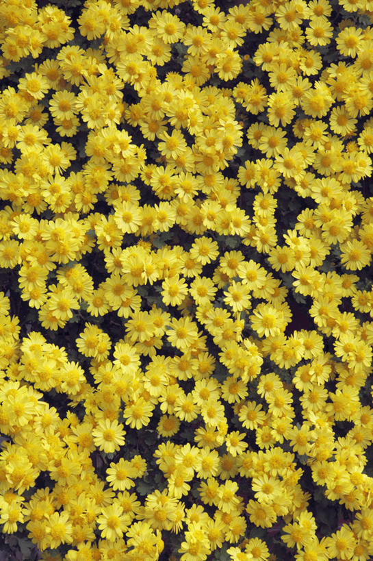 无人,竖图,俯视,室外,特写,白天,爱情,旅游,度假,花海,花圃,美景,植物,叶子,日本,亚洲,许多,盛开,景观,花蕾,娱乐,花,花瓣,花朵,花卉,鲜花,黄色,绿色,自然,花丛,花束,花田,花苞,花蕊,享受,休闲,菊花,景色,放松,大阪,吉祥,自然风光,东亚,本州,大阪府,本州岛,日本国,近畿地方,近畿,高洁,长寿,怀恋,清净,真情,寿客,秋菊,彩图,高角度拍摄