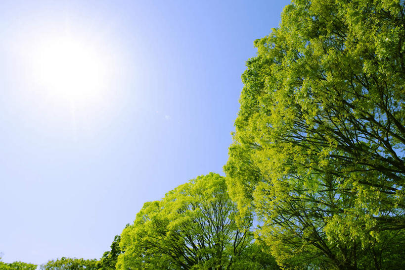 无人,横图,室外,特写,白天,仰视,旅游,度假,美景,树林,太阳,植物,日本,亚洲,许多,阴影,光线,影子,景观,娱乐,树,树木,蓝色,绿色,蓝天,天空,阳光,自然,天,享受,休闲,景色,放松,生长,成长,自然风光,东亚,山毛榉,日本国,麻栎金刚,山毛榉树,彩图,低角度拍摄