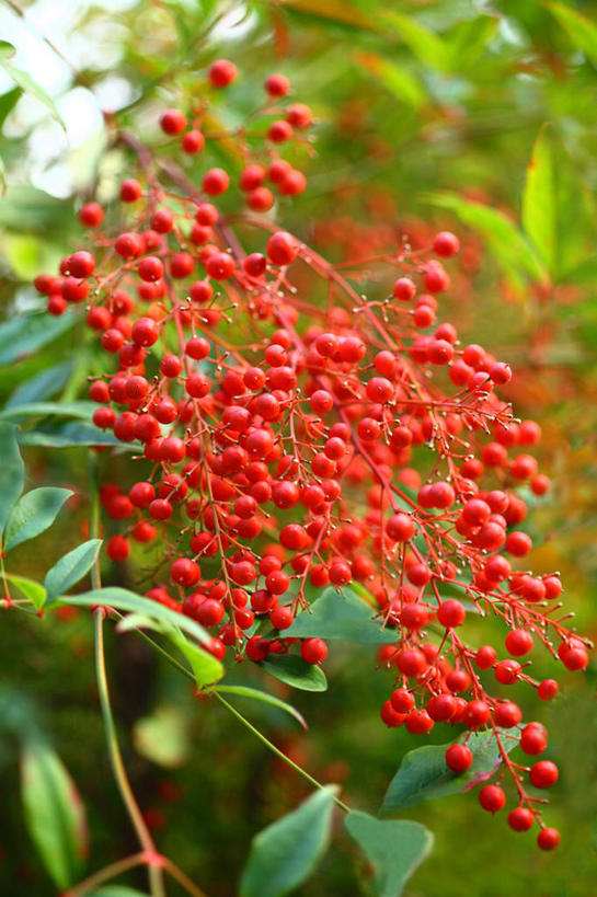 无人,竖图,室外,特写,白天,正面,旅游,度假,美景,叶子,日本,亚洲,许多,阴影,朦胧,模糊,盛开,光线,影子,景观,绿叶,花蕾,娱乐,花,花瓣,花朵,鲜花,红色,阳光,自然,花苞,花蕊,享受,休闲,嫩叶,景色,放松,自然风光,东亚,本州,关东地方,本州岛,日本国,崎玉,崎玉县,红籽,赤阳子,火把果,火棘,救兵粮,救命粮,叶,叶片,彩图