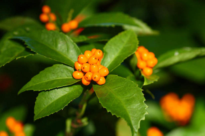 无人,横图,俯视,室外,特写,白天,旅游,度假,美景,植物,叶子,日本,亚洲,许多,阴影,朦胧,模糊,光线,影子,景观,果实,绿叶,草药,药草,娱乐,中药,绿色,自然,享受,休闲,橙色,嫩叶,景色,放松,自然风光,药材,中草药,东亚,接骨木,中药材,本草,本州,关东地方,本州岛,日本国,崎玉,崎玉县,草珊瑚,接骨金粟兰,九节茶,九节风,九节花,肿节风,竹节茶,叶,叶片,叶脉,彩图,高角度拍摄