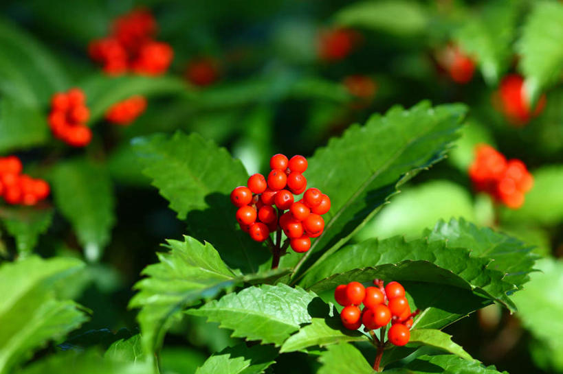 无人,横图,俯视,室外,特写,白天,旅游,度假,美景,植物,叶子,日本,亚洲,许多,阴影,朦胧,模糊,光线,影子,景观,果实,绿叶,娱乐,红色,绿色,自然,享受,休闲,嫩叶,景色,放松,自然风光,东亚,本州,关东地方,本州岛,日本国,崎玉,崎玉县,草珊瑚,叶,叶片,叶脉,彩图,高角度拍摄