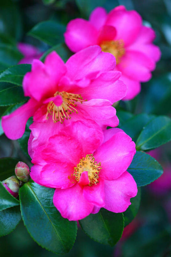 无人,竖图,俯视,室外,特写,白天,旅游,度假,花海,花圃,美景,植物,山茶花,叶子,日本,亚洲,三朵,许多,阴影,盛开,光线,影子,景观,花蕾,娱乐,花,花瓣,花朵,花卉,鲜花,粉色,绿色,自然,花丛,花束,花田,花苞,花蕊,享受,休闲,景色,放松,自然风光,东亚,本州,关东地方,本州岛,日本国,玉茗花,耐冬,崎玉,崎玉县,海石榴,茶花,彩图,高角度拍摄