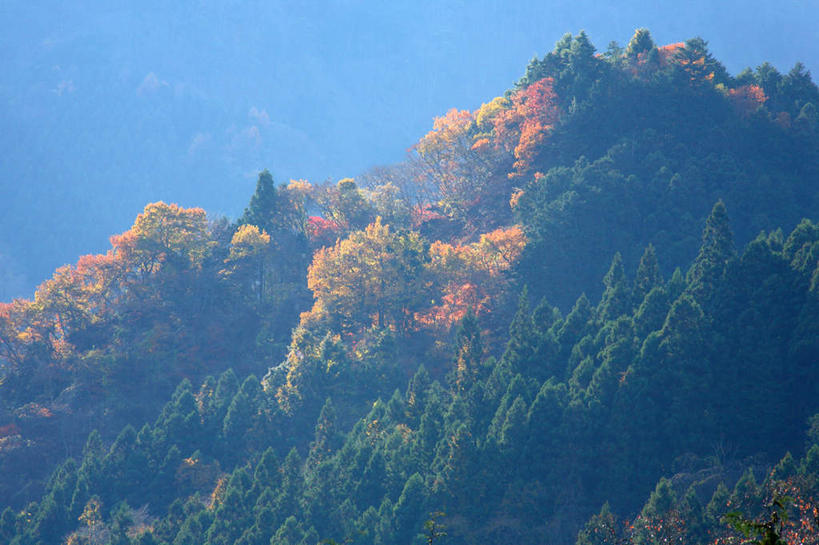 无人,横图,俯视,航拍,室外,白天,旅游,度假,美景,山,山脉,树林,植物,雾,日本,亚洲,阴影,朦胧,模糊,光线,影子,景观,山峰,山峦,娱乐,树,树木,黄色,蓝色,绿色,蓝天,天空,自然,群山,天,享受,休闲,景色,放松,生长,成长,迷雾,鸟瞰,自然风光,东亚,本州,关东地方,本州岛,日本国,崎玉,崎玉县,大雾,彩图,高角度拍摄