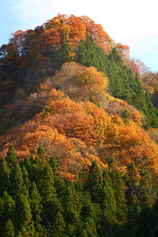 无人,竖图,室外,白天,仰视,旅游,度假,美景,山,山脉,树林,植物,日本,亚洲,阴影,光线,影子,景观,山峰,云,云朵,山峦,云彩,娱乐,树,树木,黄色,蓝色,绿色,白云,蓝天,天空,阳光,自然,群山,天,享受,休闲,景色,放松,生长,晴朗,成长,自然风光,东亚,本州,关东地方,本州岛,日本国,崎玉,崎玉县,晴空,彩图,低角度拍摄