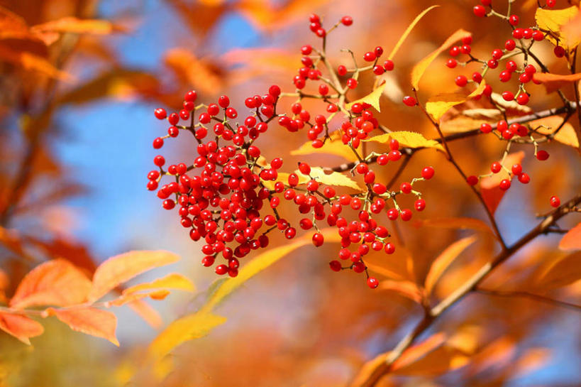 无人,横图,室外,特写,白天,仰视,旅游,度假,美景,植物,浆果,水果,叶子,日本,亚洲,许多,阴影,朦胧,模糊,新鲜,光线,影子,景观,生食,食品,果实,枯叶,落叶,娱乐,食物,红色,蓝色,蓝天,天空,阳光,自然,天,享受,休闲,景色,放松,有机食品,绿色食品,曼越桔,蔓越橘,小红莓,自然风光,东亚,本州,酸莓,关东地方,本州岛,日本国,崎玉,崎玉县,叶,叶片,叶脉,彩图,低角度拍摄