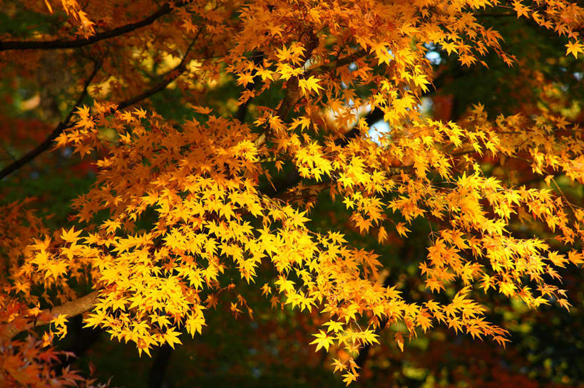 无人,横图,室外,白天,正面,旅游,度假,美景,秋季,树林,植物,枫树,叶子,东京,日本,亚洲,阴影,光线,影子,景观,枫叶,枯叶,落叶,娱乐,树,树木,黄色,红色,自然,享受,休闲,景色,放松,千代田区,生长,成长,枫树叶,自然风光,东亚,本州,关东地方,本州岛,日本国,东京都,叶,叶片,秋,秋天,彩图