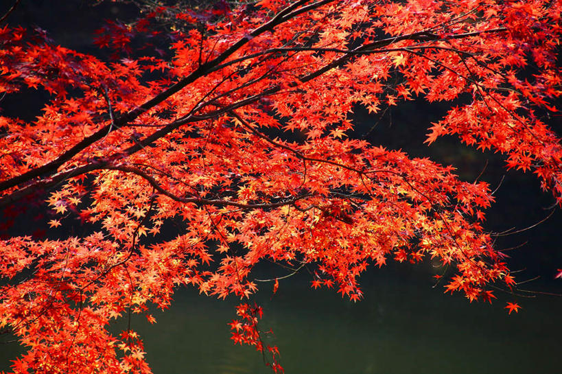 无人,横图,室外,特写,白天,正面,旅游,度假,美景,秋季,山,山脉,植物,枫树,叶子,日本,亚洲,许多,阴影,光线,影子,景观,山峰,枫叶,枯叶,落叶,山峦,娱乐,树,树木,黄色,红色,蓝色,绿色,蓝天,天空,自然,群山,享受,休闲,景色,放松,生长,成长,枫树叶,自然风光,东亚,本州,关东地方,本州岛,日本国,槭树,崎玉,崎玉县,日本红枫,日本红丝带,叶,叶片,秋,秋天,彩图