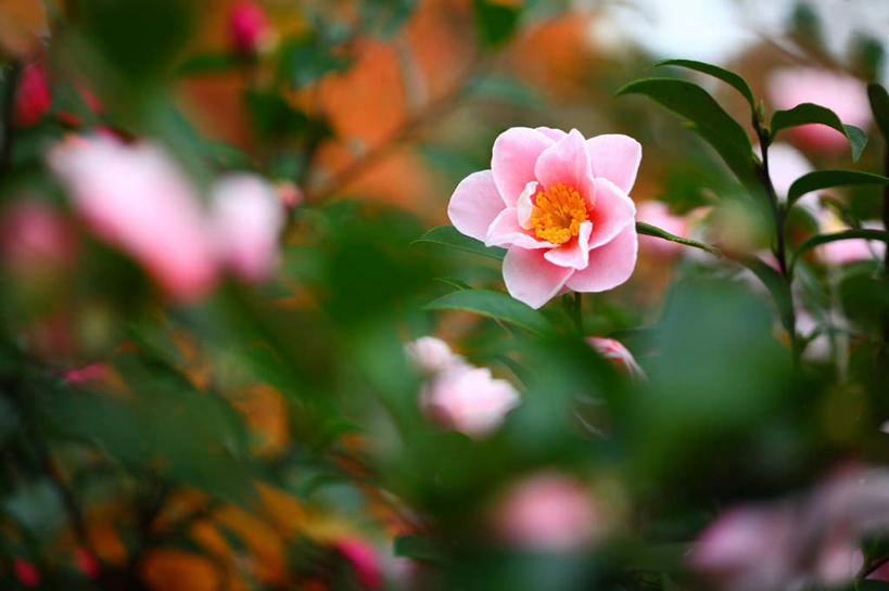 无人,横图,俯视,室外,特写,白天,旅游,度假,花海,花圃,美景,植物,山茶花,叶子,日本,亚洲,许多,阴影,朦胧,模糊,盛开,光线,影子,景观,花蕾,娱乐,花,花瓣,花朵,花卉,鲜花,粉色,自然,花丛,花束,花田,花苞,花蕊,享受,休闲,景色,放松,自然风光,东亚,本州,关东地方,本州岛,日本国,玉茗花,耐冬,崎玉,崎玉县,海石榴,茶花,彩图,高角度拍摄