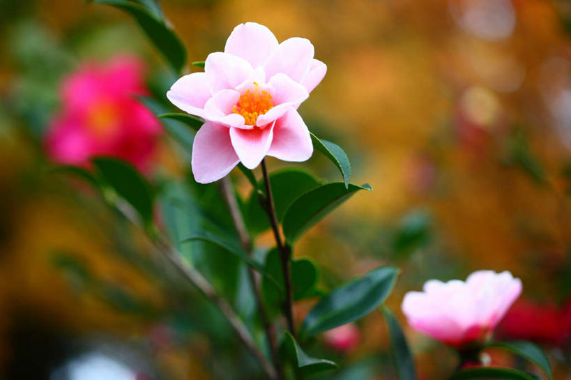 无人,横图,俯视,室外,特写,白天,旅游,度假,花海,花圃,美景,植物,山茶花,叶子,日本,亚洲,许多,阴影,朦胧,模糊,盛开,光线,影子,景观,花蕾,娱乐,花,花瓣,花朵,花卉,鲜花,粉色,自然,花丛,花束,花田,花苞,花蕊,享受,休闲,景色,放松,自然风光,东亚,本州,关东地方,本州岛,日本国,玉茗花,耐冬,崎玉,崎玉县,海石榴,茶花,彩图,高角度拍摄