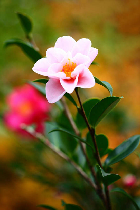 无人,竖图,俯视,室外,特写,白天,旅游,度假,花海,花圃,美景,植物,山茶花,叶子,日本,亚洲,许多,阴影,朦胧,模糊,盛开,光线,影子,景观,花蕾,娱乐,花,花瓣,花朵,花卉,鲜花,粉色,自然,花丛,花束,花田,花苞,花蕊,享受,休闲,景色,放松,自然风光,东亚,本州,关东地方,本州岛,日本国,玉茗花,耐冬,崎玉,崎玉县,海石榴,茶花,彩图,高角度拍摄