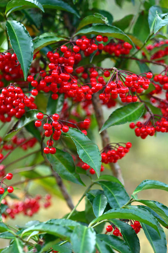 无人,竖图,俯视,室外,特写,白天,旅游,度假,美景,植物,叶子,日本,亚洲,许多,阴影,光线,影子,景观,绿叶,草药,药草,娱乐,中药,红色,绿色,阳光,自然,享受,休闲,嫩叶,景色,放松,自然风光,药材,中草药,东亚,接骨木,中药材,本草,本州,关东地方,本州岛,日本国,崎玉,崎玉县,草珊瑚,接骨金粟兰,九节茶,九节风,九节花,肿节风,竹节茶,叶,叶片,叶脉,彩图,高角度拍摄